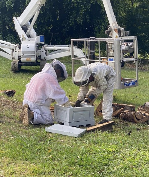 Bee Hive Removal