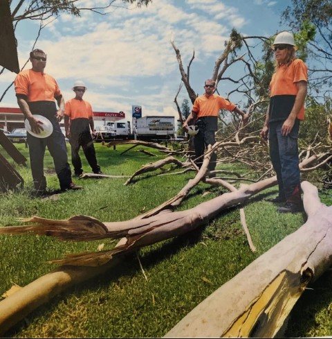 Photo of Early Tree Removal