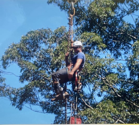 Owner Doing Work While Suspended Over a Tree