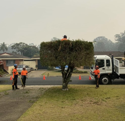 Crew Pruning Residential Tree