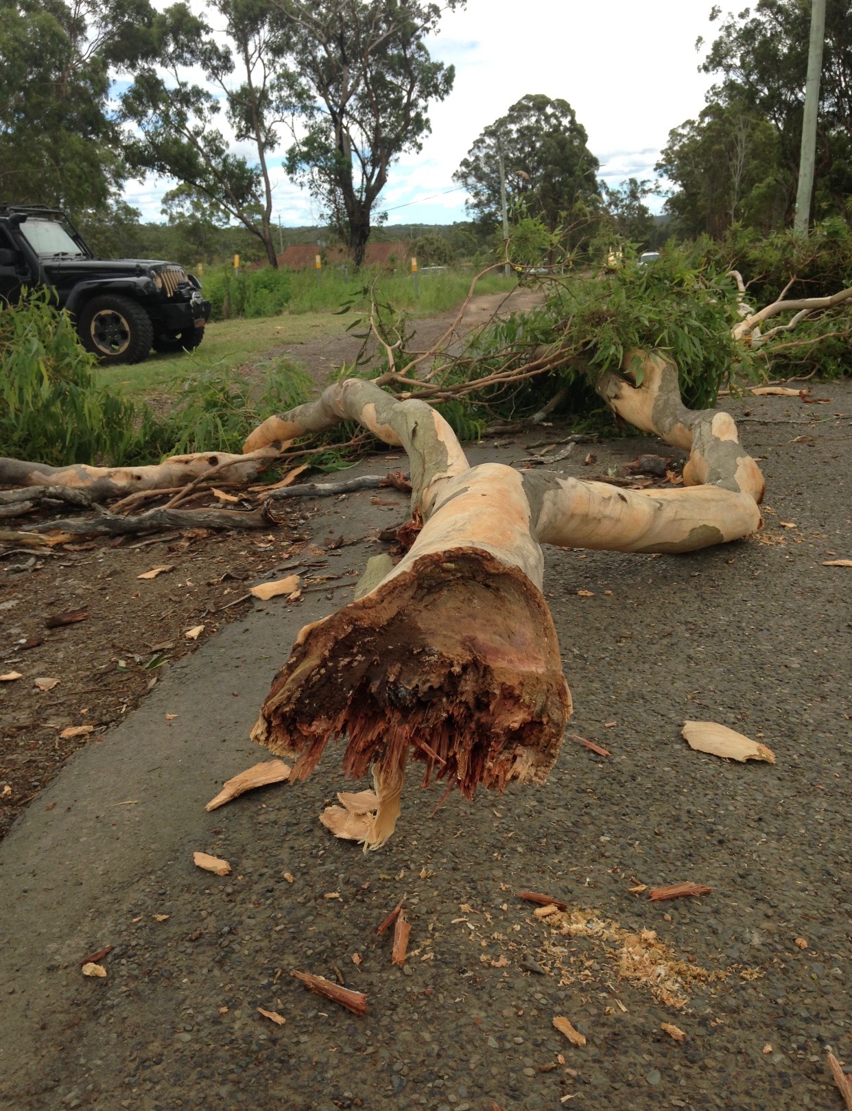 Storm Damaged Tree Obstructing Road