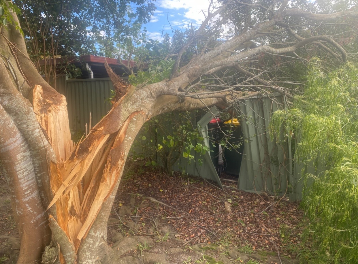 Storm Damaged Tree on Fence