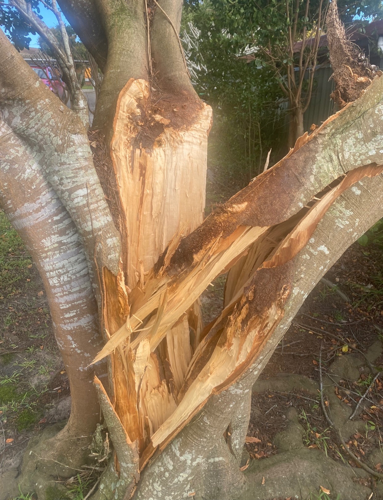 Tree Split in Half and Fell Over