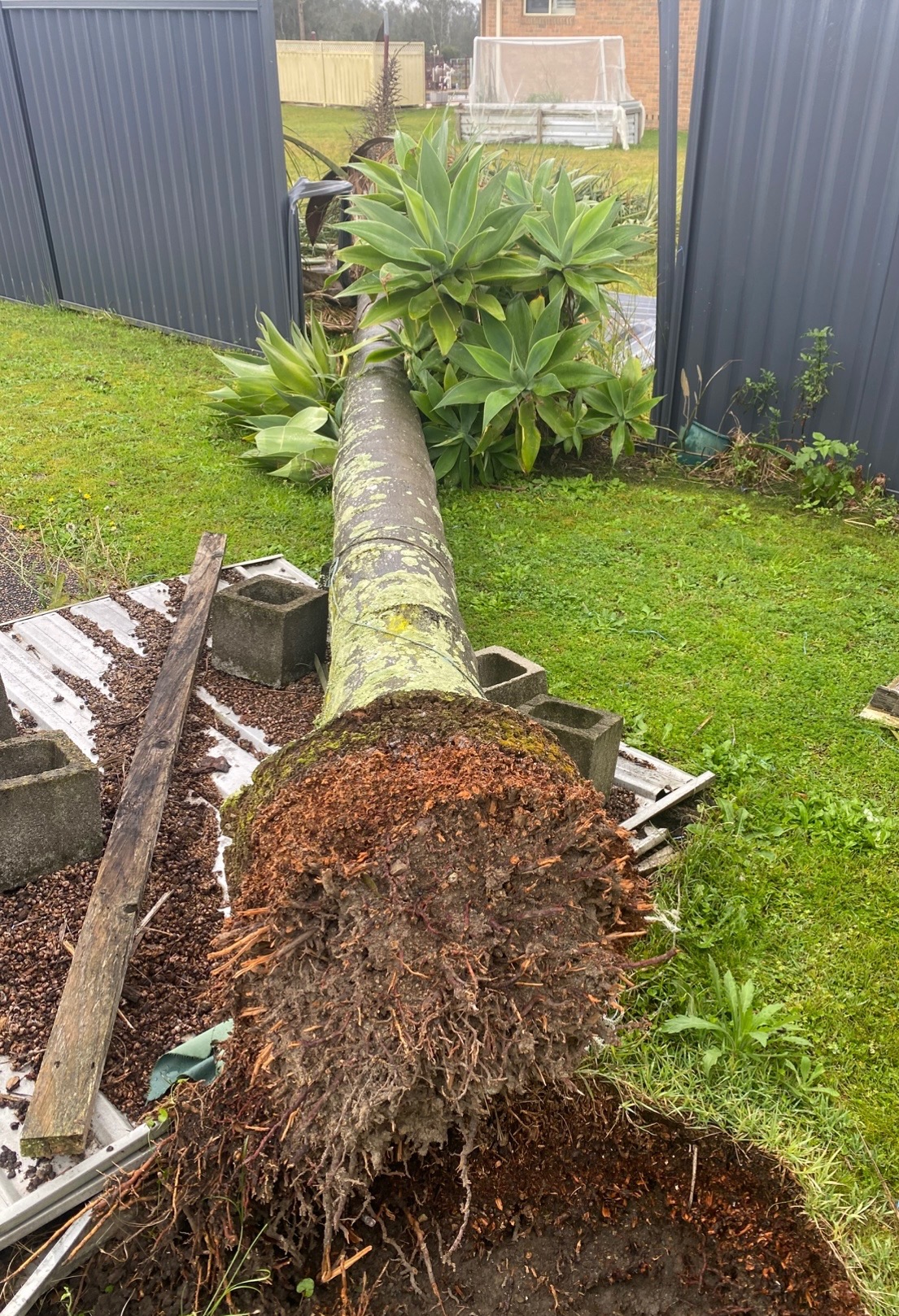 Tree Broken at Roots and Broke Fence Down