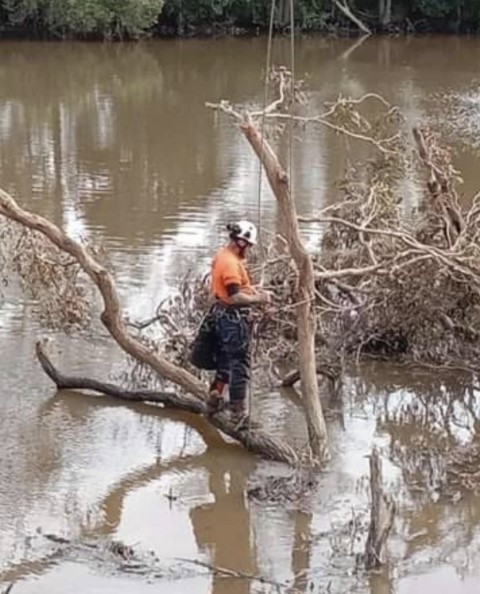 Emergency Tree Removal During Flood