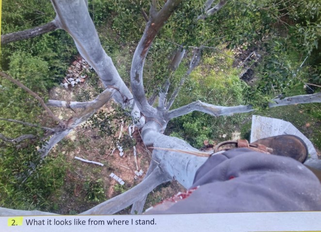 POV of an Arborist in the Action of Pruning a Tree