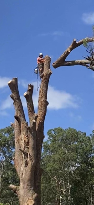 Cutting Down a Dangerous Tree with Proper Safety Precautions in Place