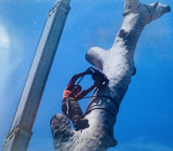 Early Tree Removal