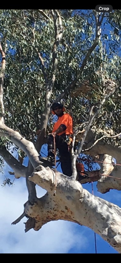 In the Middle of Cutting Down a Tree