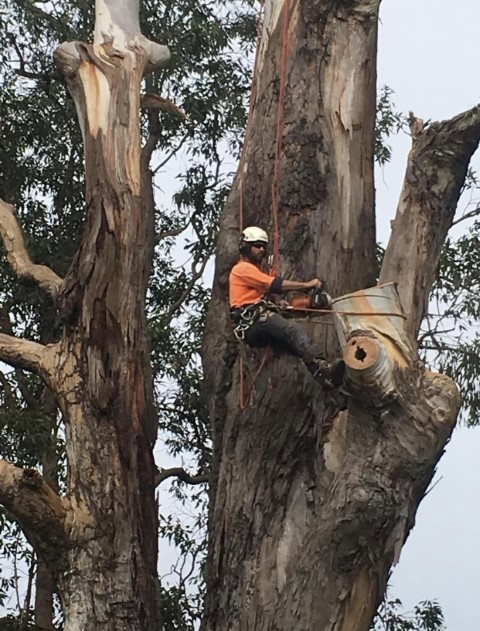 In the Process of Pruning a Tree
